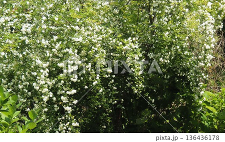 モッコウバラ モッコウバラ 136436178