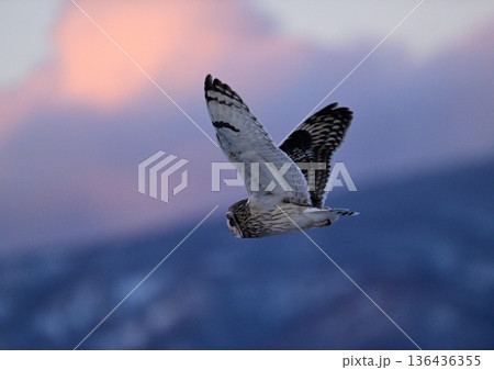 コミミズク コミミズク 136436355