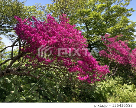 檜洞丸 登山道に咲くミツバツツジ 136436558