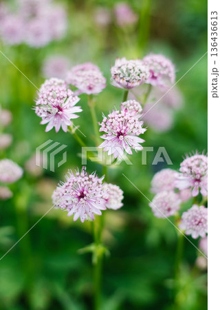 Light pink Astrantia flower closeup garden macro 136436613
