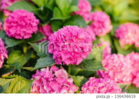 Close View of Pink Hydrangea in Full Bloom Close View of Pink Hydrangea in Full Bloom 136436619