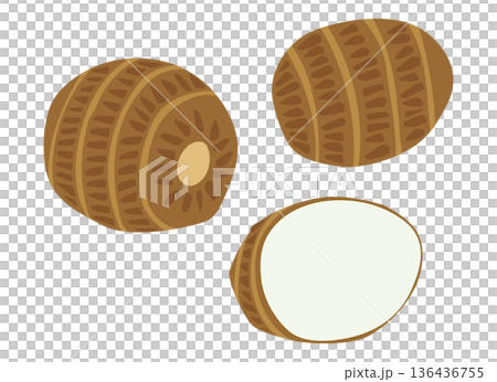 さといものイラスト さといものイラスト 136436755