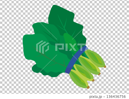 ほうれんそうのイラスト ほうれんそうのイラスト 136436756