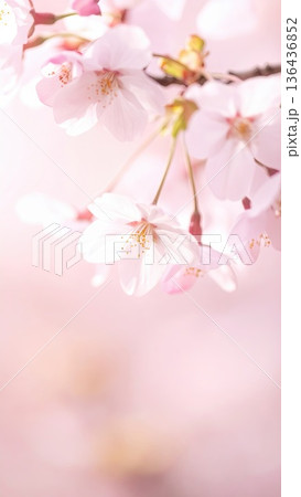 《AI画像》満開の桜 春のイメージ 136436852
