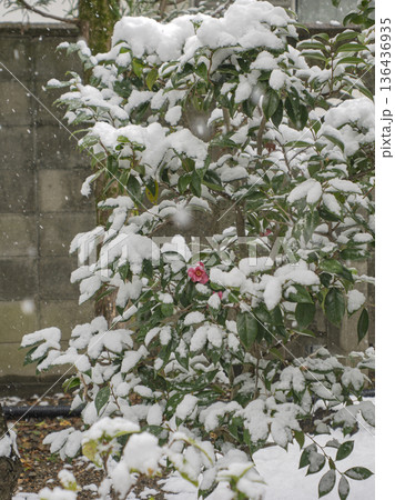 しんしんと降る雪と、美しく咲く冬の花 136436935