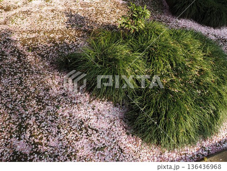 地面に落ちた桜の花びら 地面に落ちた桜の花びら 136436968