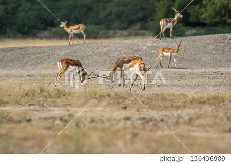Two wild male blackbuck or antilope cervicapra or indian antelope in action fighting with force and long horns in open natural green background of velavadar National Park Bhavnagar gujrat india asia Two wild male blackbuck or antilope cervicapra or indian antelope in action fighting with force and long horns in open natural green background of velavadar National Park Bhavnagar gujrat india asia 136436989