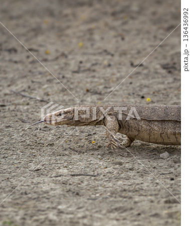 Wild monitor lizard or bengal monitor or common indian monitor or varanus bengalensis with his tongue out in outdoor wildlife safari at forest in india 136436992