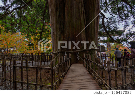 （長野県）戸隠神社　戸隠の三本杉 136437083