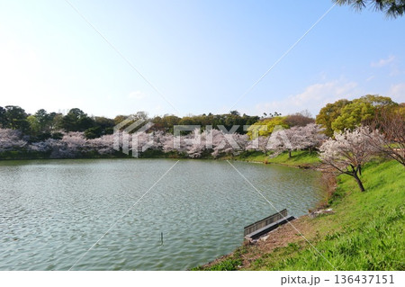 桜、大阪の花博記念公園鶴見緑地 136437151