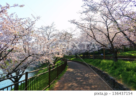 桜、大阪の花博記念公園鶴見緑地 桜、大阪の花博記念公園鶴見緑地 136437154
