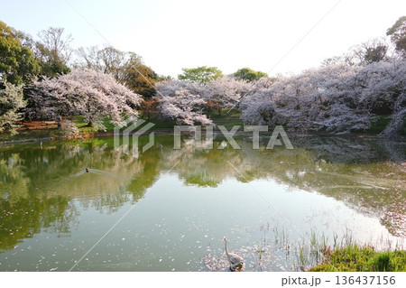 桜、大阪の花博記念公園鶴見緑地 136437156