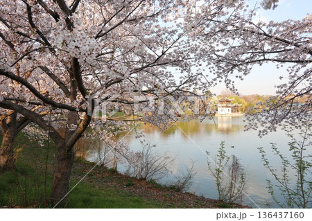 桜、大阪の花博記念公園鶴見緑地 桜、大阪の花博記念公園鶴見緑地 136437160