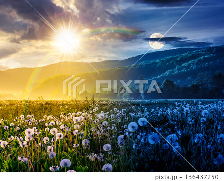 dandelion field in foggy landscape during springtime. day and night time change concept. beautiful agricultural scenery with distant mountain beneath sun and moon at twilight. atmospheric freshness dandelion field in foggy landscape during springtime. day and night time change concept. beautiful agricultural scenery with distant mountain beneath sun and moon at twilight. atmospheric freshness 136437250