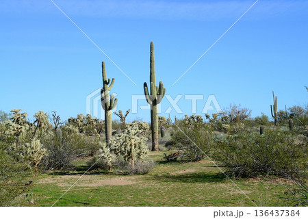 Landscape Sonoran Desert Arizona 136437384