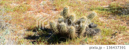 Hedge Hog cactus 136437391