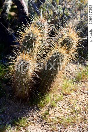 Hedge Hog cactus 136437392