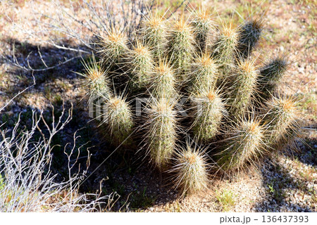 Hedge Hog cactus 136437393