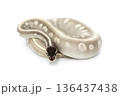 Mystic Potion Ball Python on White Background 136437438