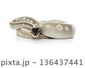 Mystic Potion Ball Python on White Background 136437441