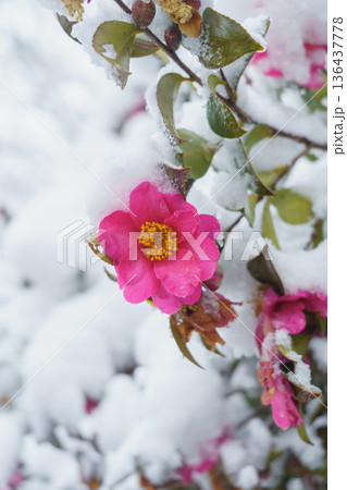 サザンカの花・花に雪が積もる サザンカの花・花に雪が積もる 136437778