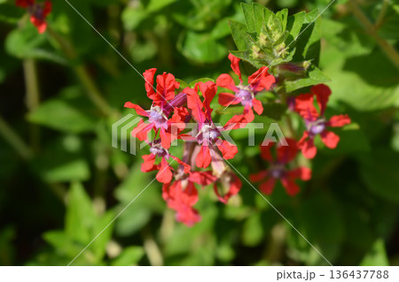Bat-Faced Cuphea Firefly Bat-Faced Cuphea Firefly 136437788