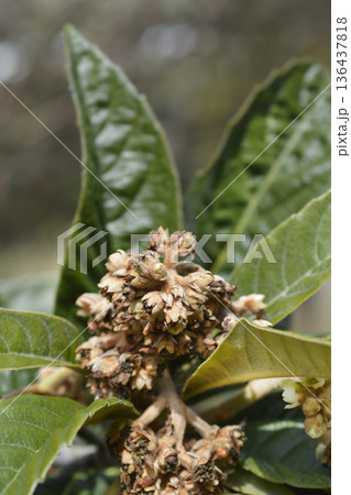 Japanese medlar Japanese medlar 136437818