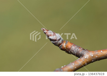 Japanese pear Japanese pear 136437819