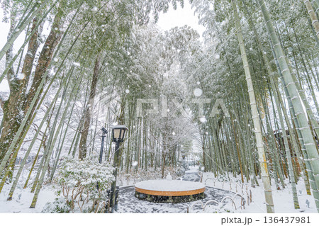 修善寺　竹林の小径　雪景色　（静岡県伊豆市） 136437981