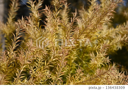 黄金色に輝くメラレウカ（フトモモ科）レボリューションゴールド 136438309