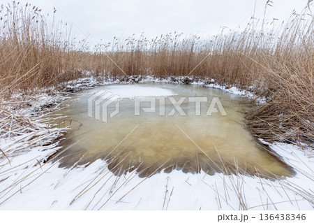 A tranquil winter scene shows tall reeds and frozen pond 136438346