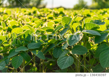 Lush green soybean sprouts bask in golden sunlight, signaling healthy growth on a bustling agricultural farm at dawn 136438397