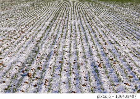 Vibrant green wheat sprouts push through the snow, creating a striking contrast in a frosty winter field, signifying nature's resilience and growth Vibrant green wheat sprouts push through the snow, creating a striking contrast in a frosty winter field, signifying nature's resilience and growth 136438407