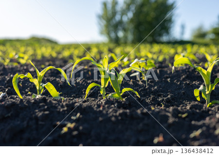 Young corn plants sprout energetically from rich black earth, soaking up the warm sunlight in a lively farming landscape Young corn plants sprout energetically from rich black earth, soaking up the warm sunlight in a lively farming landscape 136438412