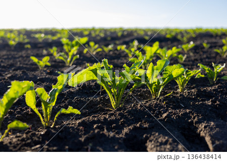 In a sun-kissed field, young green plants push through rich dark soil, celebrating the joy of growth in early spring's embrace In a sun-kissed field, young green plants push through rich dark soil, celebrating the joy of growth in early spring's embrace 136438414