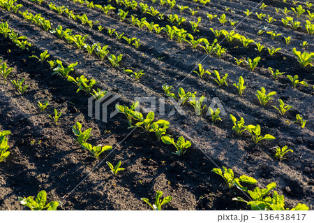 Rows of lively green seedlings bask in the warm morning light on a fertile farm plot, showcasing nature's beauty and growth 136438417