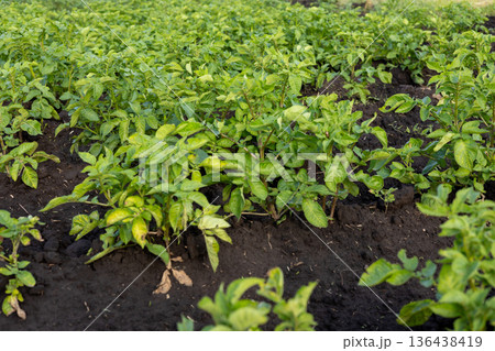 Lush green potato plants thrive in rich soil, basking under warm spring sunlight, showcasing nature's abundance and growth 136438419