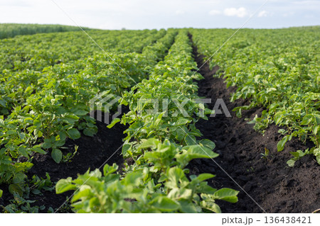 Thriving potato plants stretch across the field, their lush green leaves reaching for the sun under a clear blue sky on a warm summer day 136438421