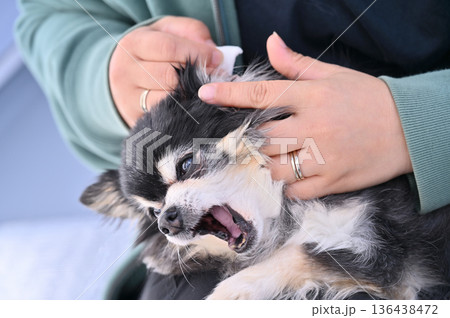 愛犬の耳掃除 グルーミング チワワ 愛犬の耳掃除 グルーミング チワワ 136438472