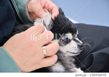 愛犬の耳掃除 グルーミング チワワ 愛犬の耳掃除 グルーミング チワワ 136438476