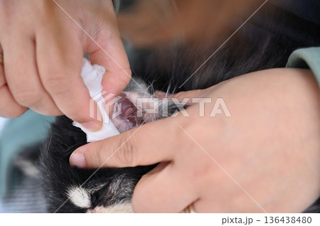 愛犬の耳掃除　グルーミング　チワワ 136438480