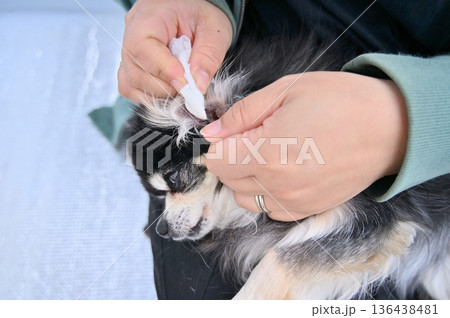 愛犬の耳掃除　グルーミング　チワワ 136438481
