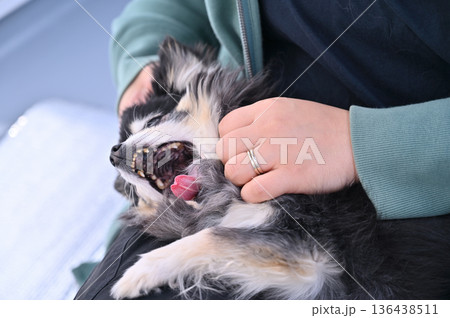 愛犬の耳掃除　嫌がる・抵抗する・グルーミング　チワワ 136438511