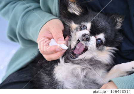 愛犬の耳掃除 嫌がる・抵抗する・グルーミング チワワ 愛犬の耳掃除 嫌がる・抵抗する・グルーミング チワワ 136438514