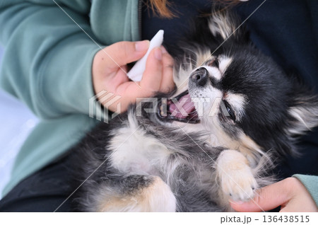 愛犬の耳掃除　嫌がる・抵抗する・グルーミング　チワワ 136438515