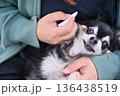 愛犬の耳掃除　嫌がる・抵抗する・グルーミング　チワワ 136438519