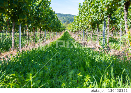 Vineyard in Germany in summer harvest. Large bunches of red wine grapes in sunny weather. Nature background. Vineyard in Germany in summer harvest. Large bunches of red wine grapes in sunny weather. Nature background. 136438531