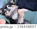 女性の膝の上でまったりする可愛いチワワ 136438607