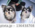 みんなでベランピング　チワワ　多頭飼い 136438708