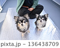 みんなでベランピング　チワワ　多頭飼い 136438709